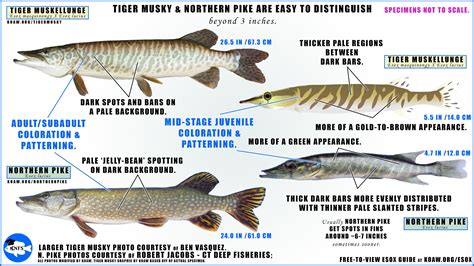 musky in tagalog|musky in Tagalog .